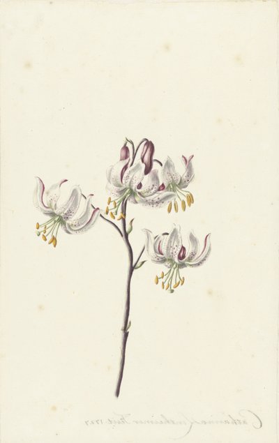 Galho com quatro lírios brancos de Catharina Lintheimer