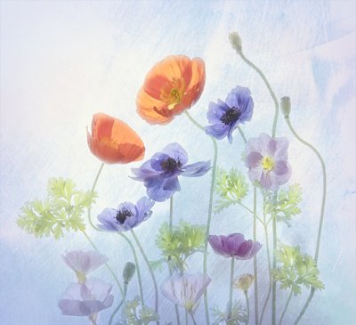 Flores coloridas e etéreas de Catherine Wang