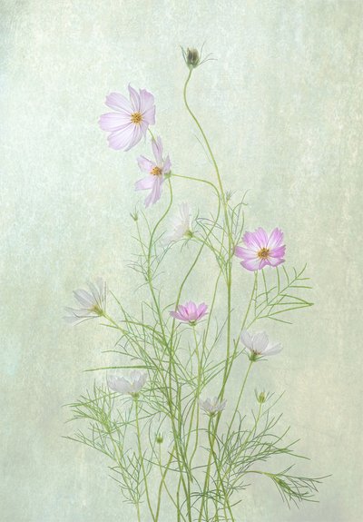 Delicadas flores de cosmos de Catherine Wang