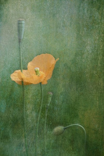 Papoilas Laranjas de Sonho de Catherine Wang