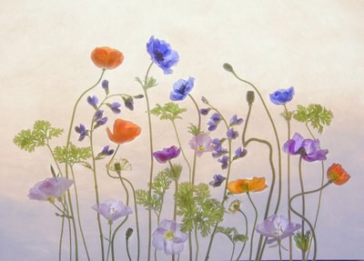 O Jardim Etéreo Floresce de Catherine Wang