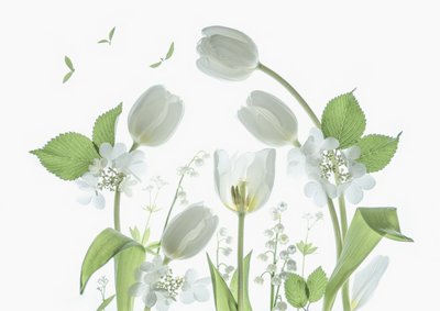 Tulipas brancas etéreas de Catherine Wang
