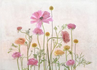 Ranúnculo Rosa Suave de Catherine Wang