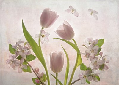 Flores de tulipas em tom de rosa suave de Catherine Wang