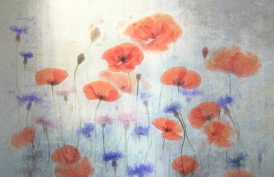 Prado de Papoilas Suaves de Catherine Wang