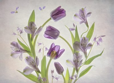Flores roxas delicadas de Catherine Wang