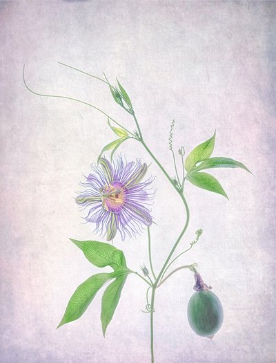 Flor da Paixão Vibrante de Catherine Wang