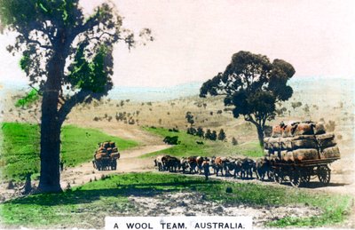 Uma equipe de lã, Austrália, c1920s. de Cavenders Ltd