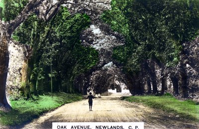 Oak Avenue, Newlands, Joanesburgo, Gauteng, África do Sul, c1920s. de Cavenders Ltd