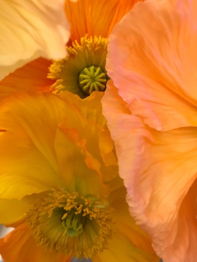 Composição - Flores, 2019 (foto) de Cécile Jamet