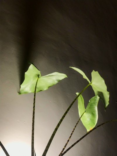 Composição - Planta, 2021 (foto) de Cécile Jamet