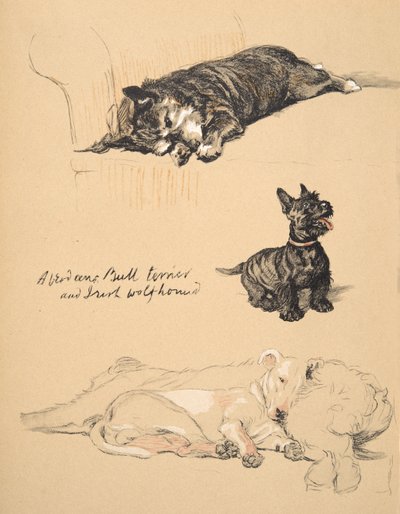 Aberdeens, Bull-Terrier e Irish Wolfhound, 1930, ilustrações de seu caderno de desenho usado apenas entre amigos, Aldin, Cecil Charles Windsor (1870-1935), mais tarde publicado por Eyre e Spottiswoode Li de Cecil Charles Windsor Aldin