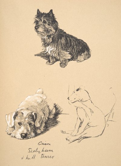 Cairn, Sealyham e Bull Terrier, 1930, ilustrações de seu caderno de desenho usado para apenas entre amigos, Aldin, Cecil Charles Windsor (1870-1935), mais tarde publicado pela Eyre e Spottiswoode Limited, 1934 de Cecil Charles Windsor Aldin