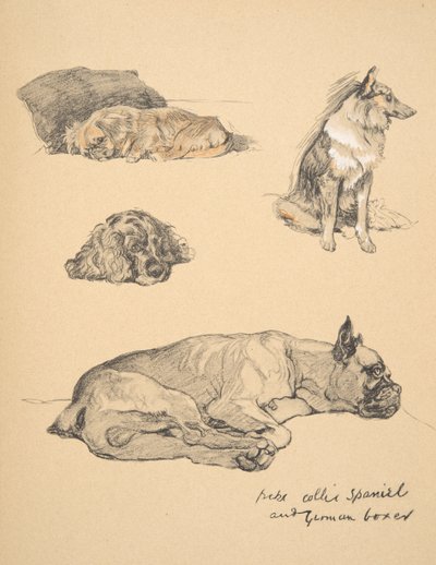 Peke, Collie, Spaniel e Boxer alemão, 1930, ilustrações de seu livro de desenho para &39;Just Among Friends&39;, Aldin, Cecil Charles Windsor (1870-1935), publicado pela Eyre e Spottiswoode Limited, 1934, C de Cecil Charles Windsor Aldin