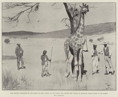 A girafa apresentada à rainha pelo rei Khama em seu solo nativo antes da viagem para a Inglaterra, que terminou em sua morte de Cecil Charles Windsor Aldin