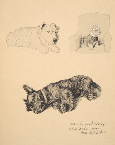 Terrier de pêlo de arame, Aberdeen e West Highlander, 1930, ilustrações de seu caderno de desenho usado para apenas entre amigos, Aldin, Cecil Charles Windsor (1870-1935), mais tarde publicado por Eyre e Spottiswo de Cecil Charles Windsor Aldin