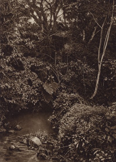 México: Floresta perto de Mirador, Panorama de floresta virgem (foto a p/b) de Cecile Seler Sachs
