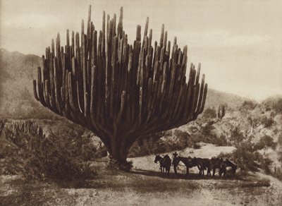México: Candelero cactus, Oaxaca (foto a p/b) de Cecile Seler Sachs