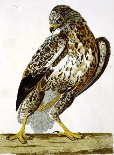 A placa Buzzard (Buteo buteo) de 