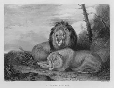 Lion and Lioness (gravura) de Charles (after) Hancock