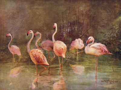 Flamingos (cor litho) de Charles (after) Whymper