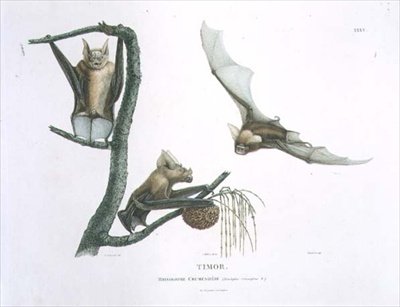 Rhinolophus Crumeniferus, um Morcego Ferradura, de Timor, placa 35 de 