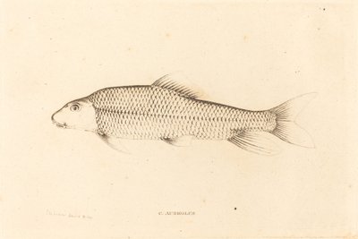 C. Auréolo de Charles Alexandre Lesueur
