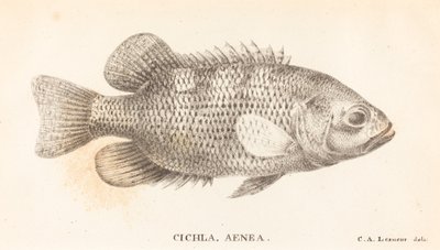 Cicla, Enéia de Charles Alexandre Lesueur