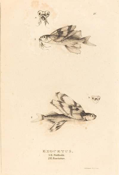 Exoceto de Charles Alexandre Lesueur