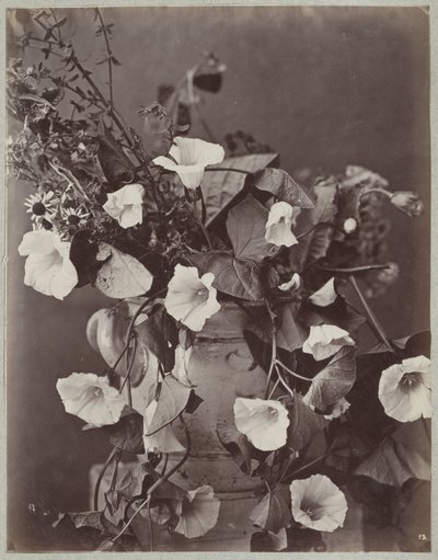 Estudo de flores com vaso de colônia de Charles Aubry (manner of)
