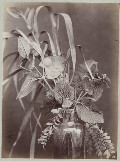 Estudo de flores com garrafa de vidro de Charles Aubry (manner of)
