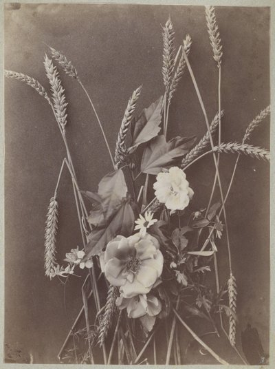 Estudo das flores com espigas de milho de Charles Aubry (manner of)