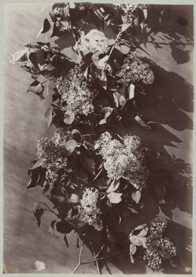 Estudo de flores com galhos de Charles Aubry (manner of)