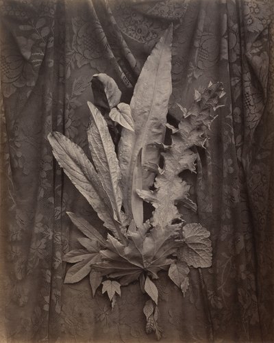 [Um arranjo de folhas de tabaco e erva]. de Charles Aubry
