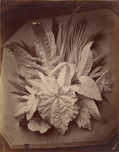 [Arranjo das folhas]. de Charles Aubry