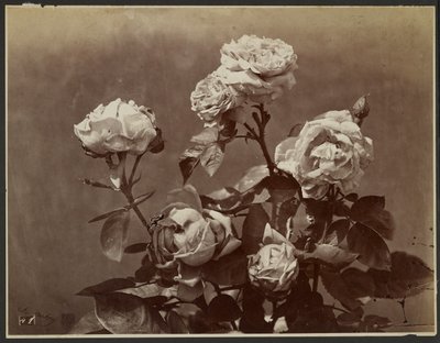[Rosas] de Charles Aubry
