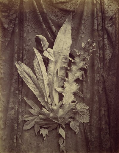 [Estudo das folhas sobre fundo de renda floral], 1864. de Charles Aubry