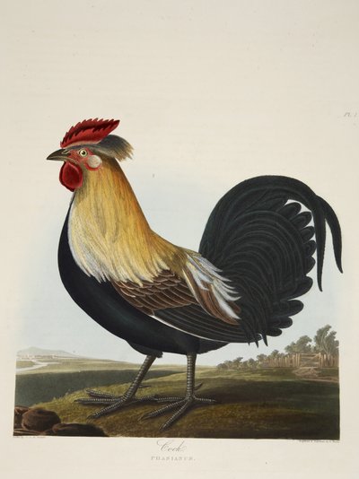 Galo, Phasianus, de 
