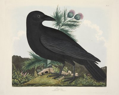 Corvo, Corvus Corai, de 