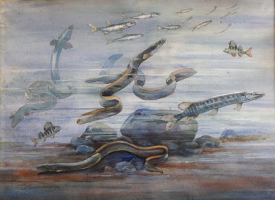 Sea Fish, c.1907 (aguarela) de Charles Bernier