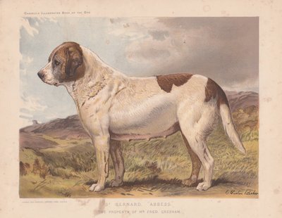 São Bernardo "Abadessa". de Charles Burton Barber