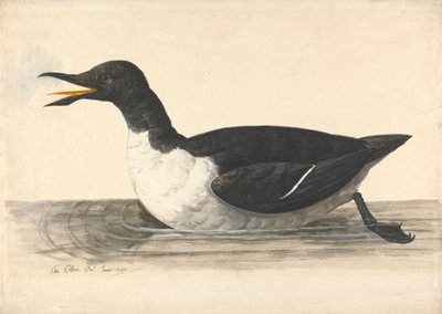 Um Guillemot, Junho de 1742 de Charles Collins