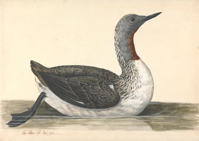 Um Mergulhador Garganta Vermelha, Junho 1742 de Charles Collins