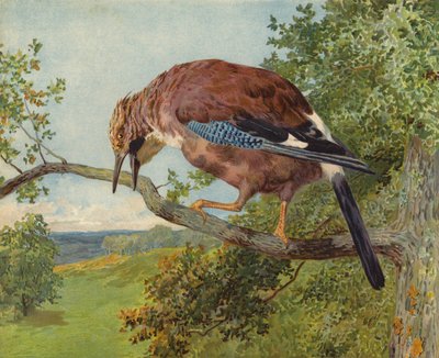 Eurasian Jay (chromolitho) de Charles Collins