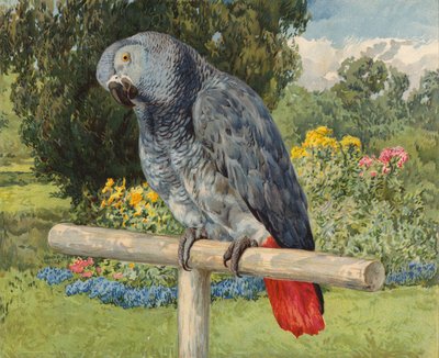 Papagaio Cinzento (chromolitho) de Charles Collins