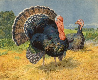 Perus (chromolitho) de Charles Collins