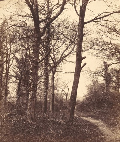 Floresta. de Charles Conway