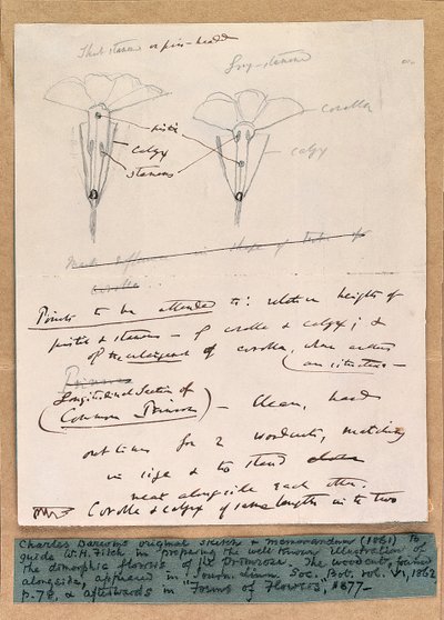 Esboço autógrafo das flores dimórficas da prímula, 1861 de Charles Darwin