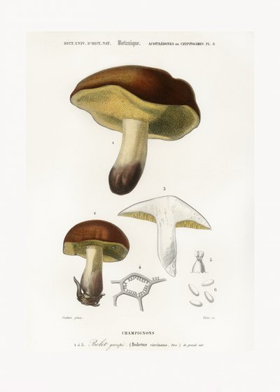 Cogumelo (Boletus circinans) de Charles Dessalines D
