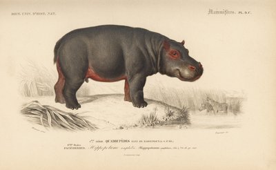 Hipopótamo, de "Dictionnaire Universel d